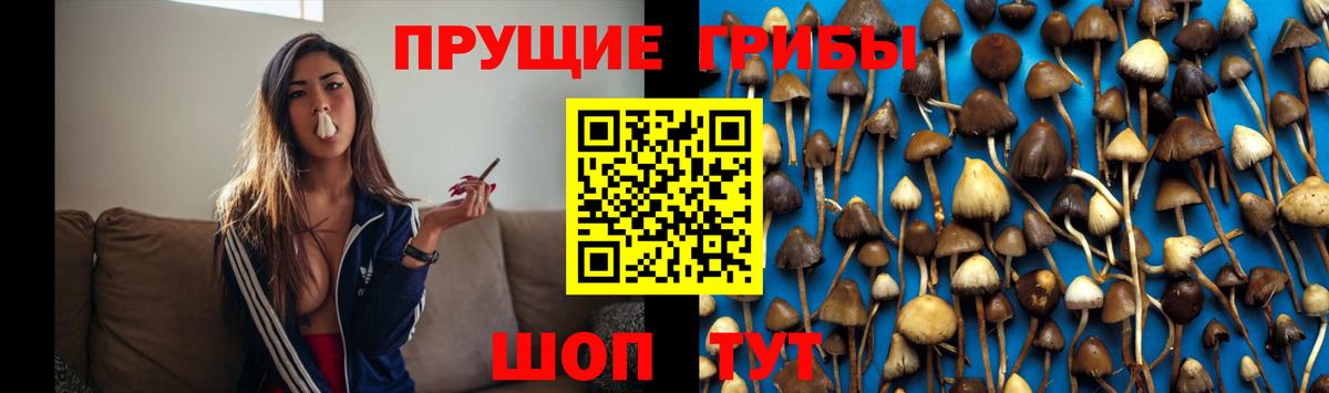 Галлюциногенные грибы Psilocybe Алексеевка